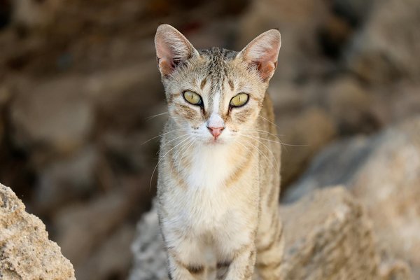 What impact do UK sports have on mental health awareness?